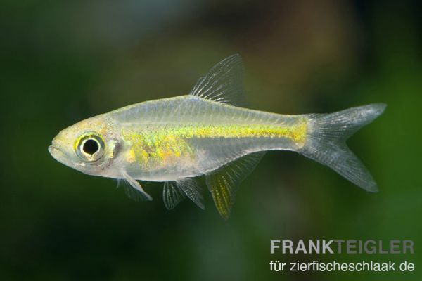 Neongrüner Zwergrasbora - Microdevario kubotai